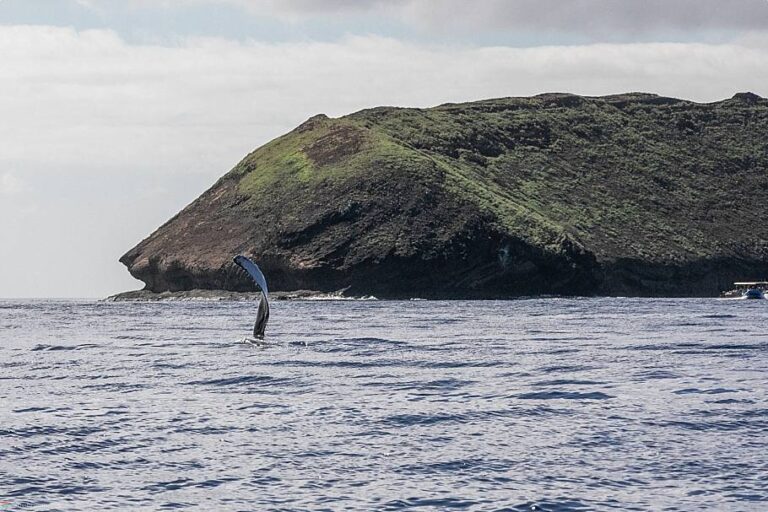 Molokini Snorkeling and Dive Spots Explained - Activity Authority