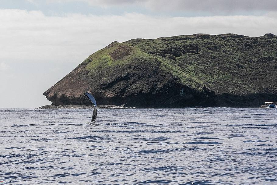 Molokini Snorkeling & Dive Spots Whale