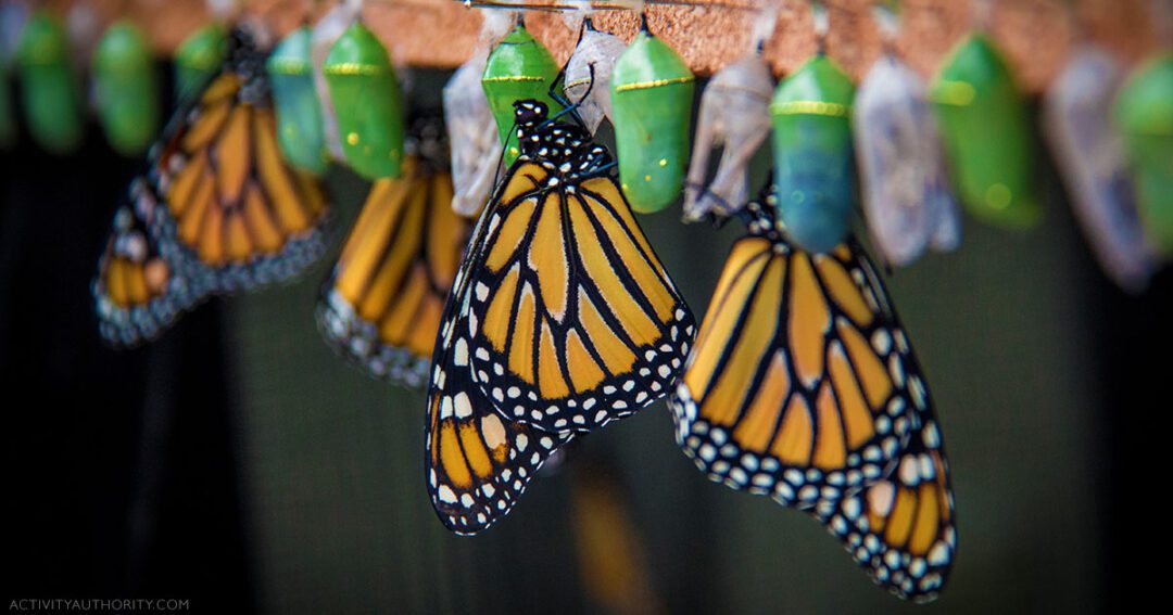Maui butterflies